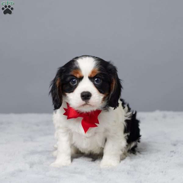 Newton, Cavalier King Charles Spaniel Puppy